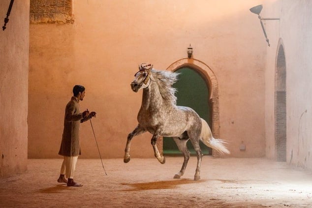 marrakech-guide-horse