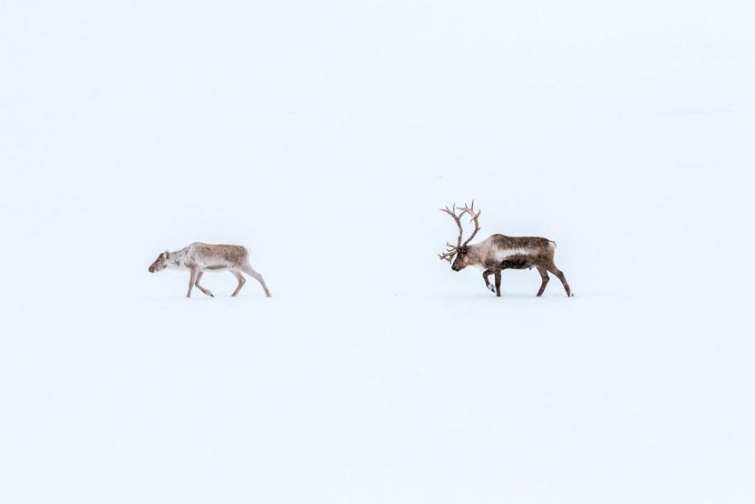 adventure-holidays-france-reindeer-1