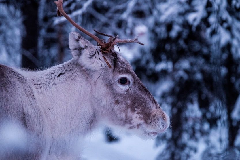 adventure-holidays-france-reindeer-closeup