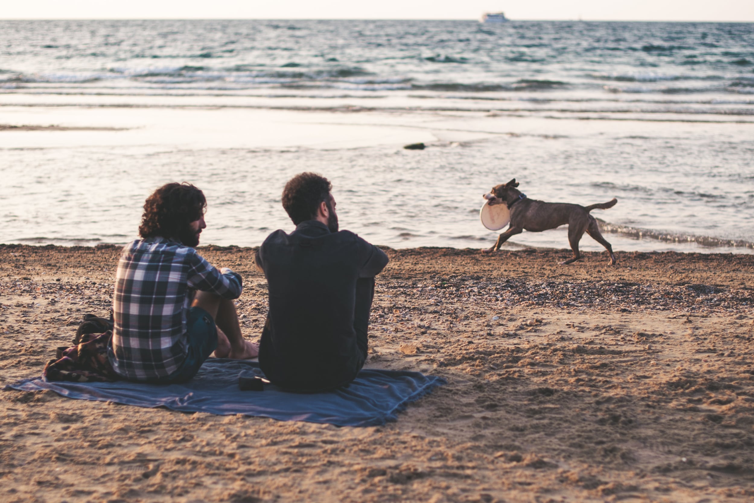 Places to holiday sales with dogs