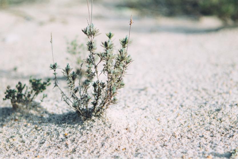 portugal-beach-holidays-weeds-1