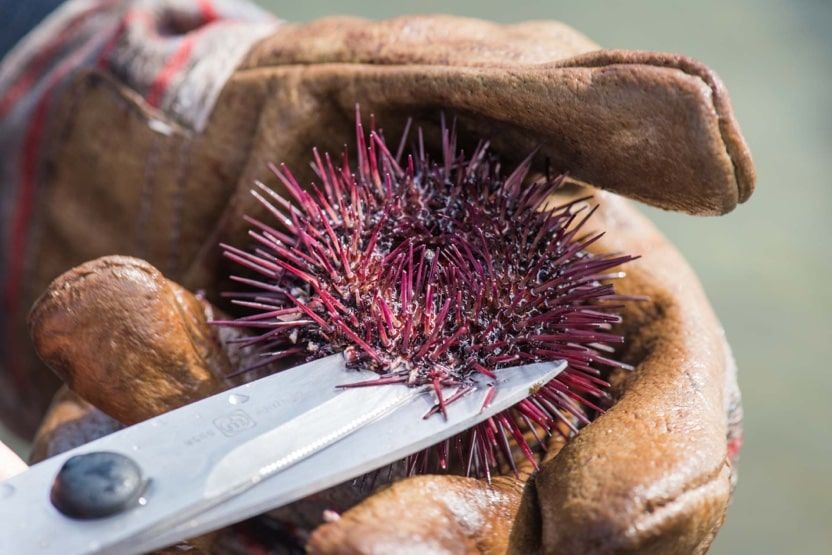 provence-in-winter-sea-urchins