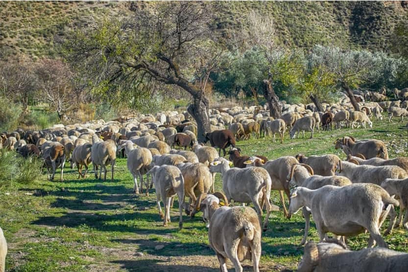 provence-in-winter-sheep-min