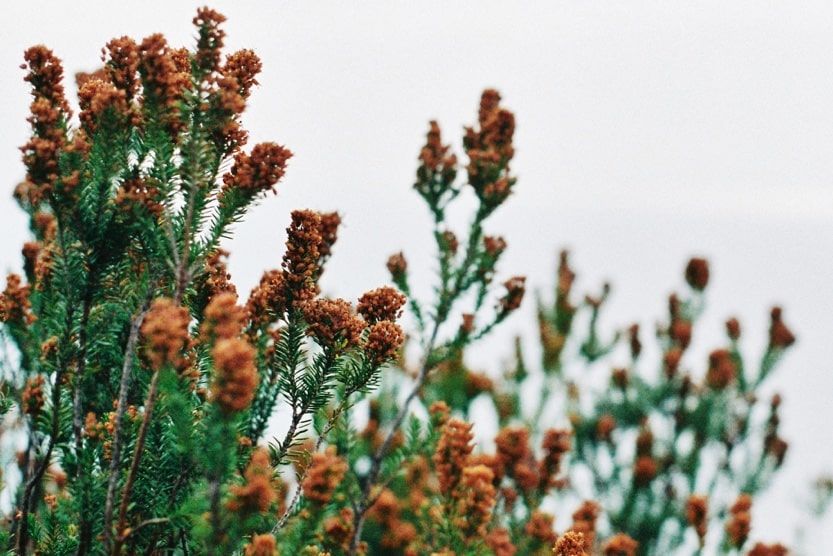 que-faire-a-marseille-en-juin-fleurs-min