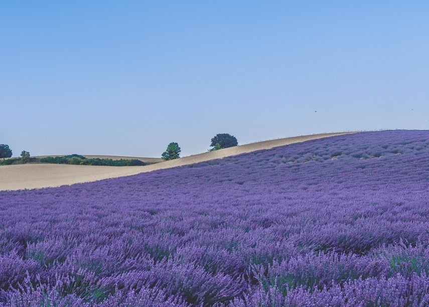 que-faire-dans-le-luberon-lavande