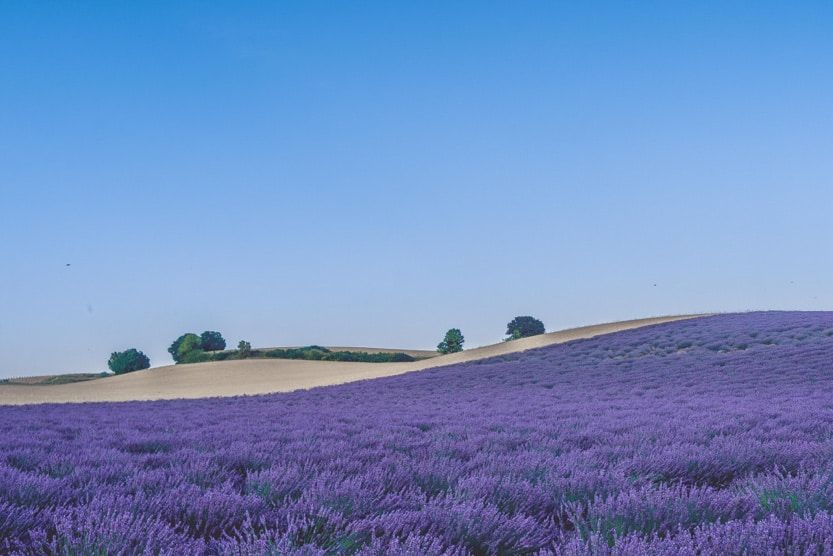 que-faire-en-provence-champs-de-lavande