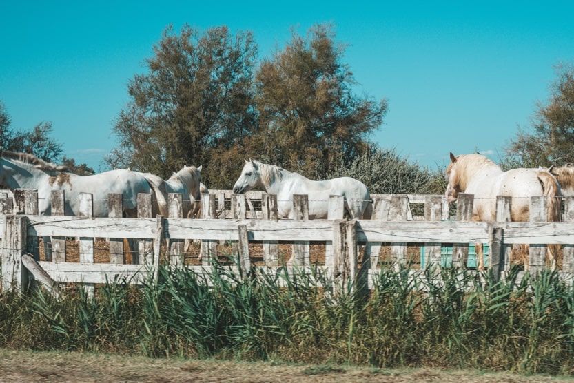 que-faire-en-provence-en-famille-camargue-min