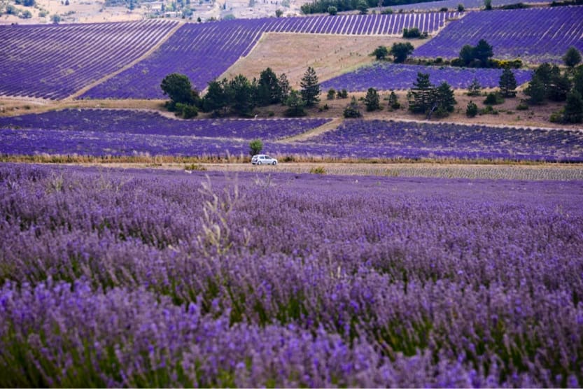 que-faire-en-provence-lavande