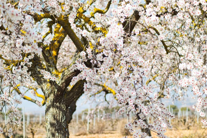 que-faire-ibiza-fevrier-fleurs