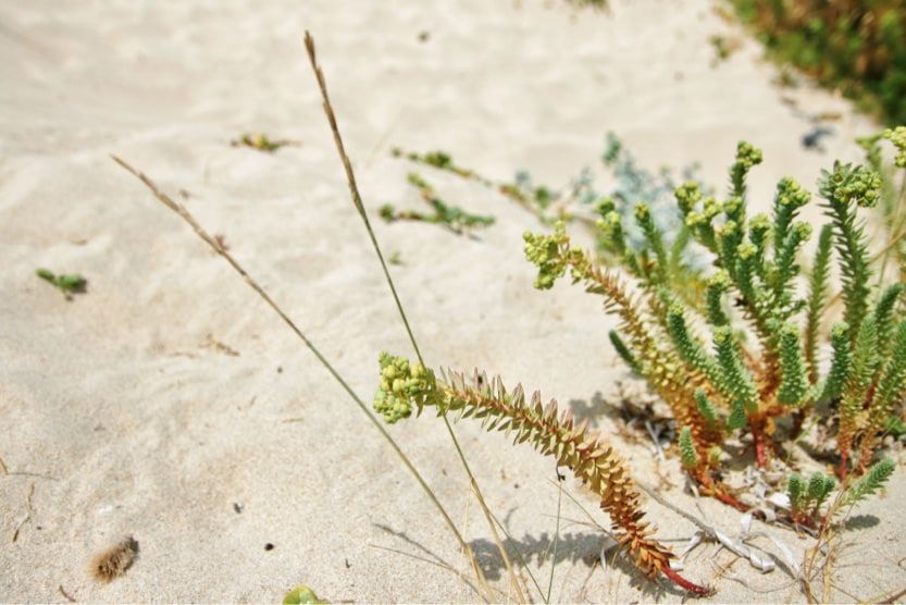 saint-cyprien-corsica-sand