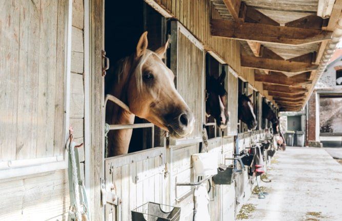 sejour-a-ibiza-en-famille-chevaux-min