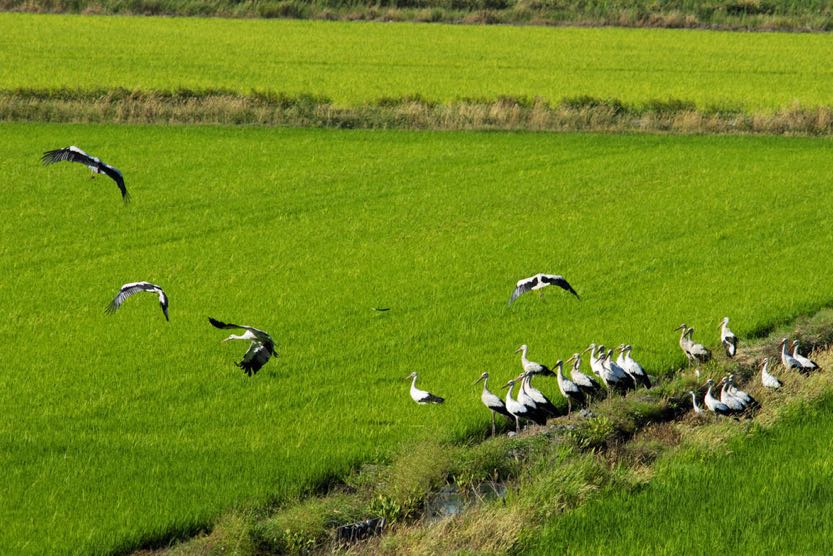 sublime-comporta-rice-fields1