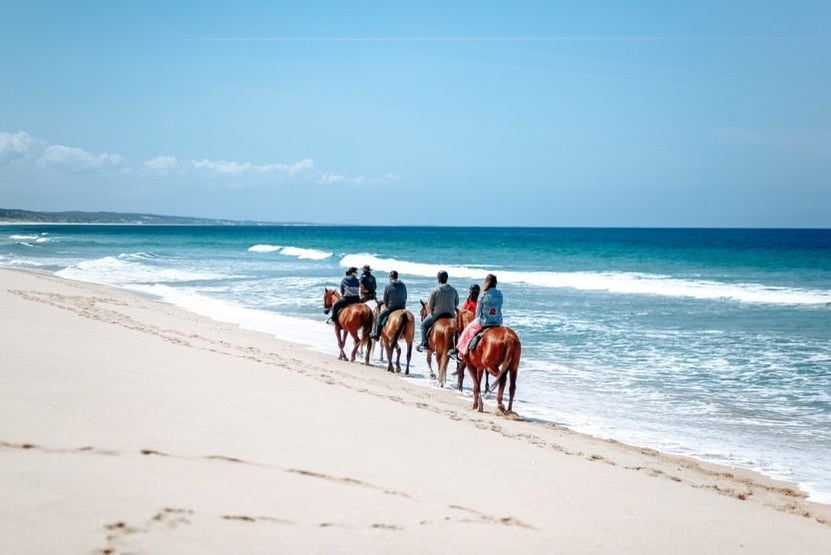 things-to-do-in-corsica-horses