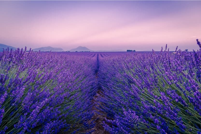 things-to-do-in-provence-in-may-lavender-min
