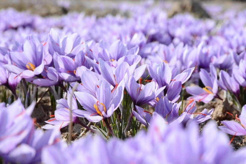 things-to-do-in-provence-october-crocuses-min