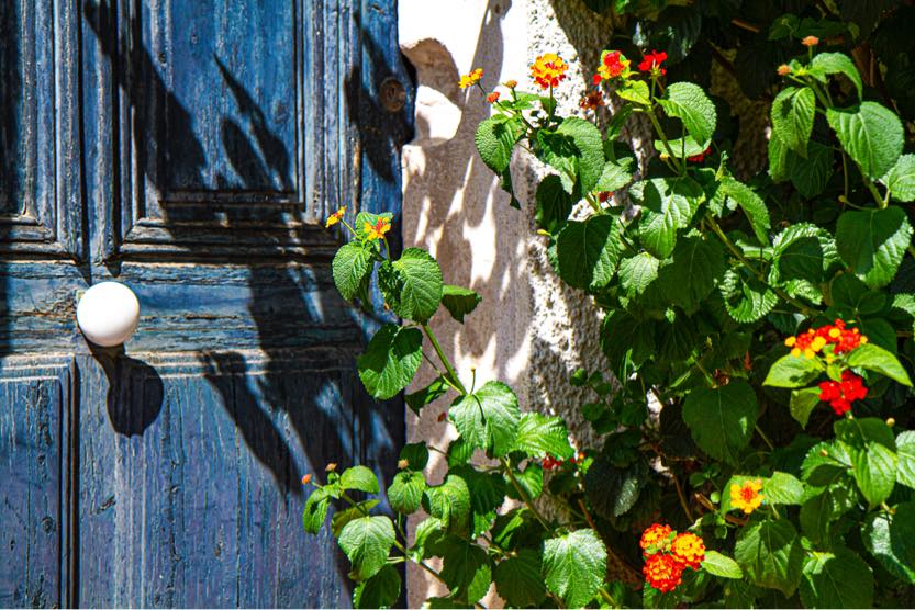 things-to-do-in-st-tropez-flowers