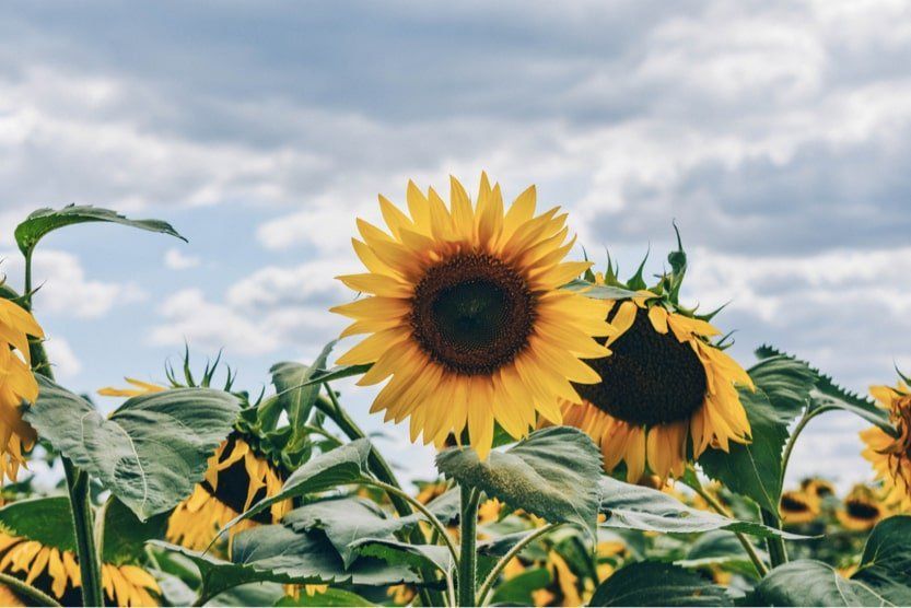 unique-things-to-do-in-provence-flowers-min