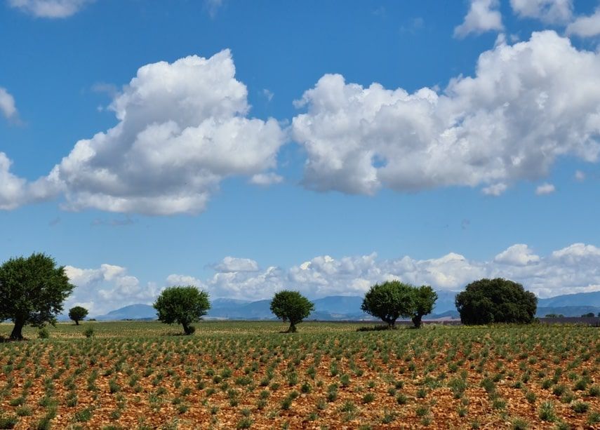 van-gogh-en-provence-champ-arbres-min