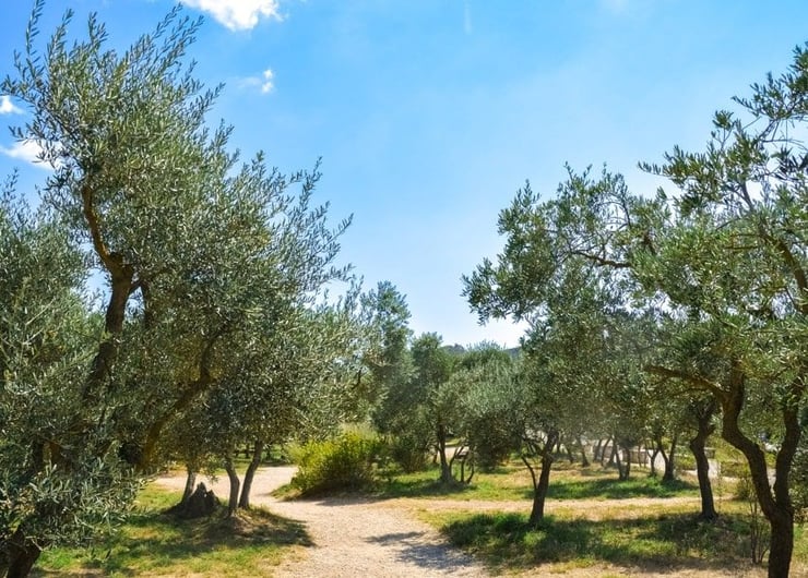 van-gogh-in-provence-trees
