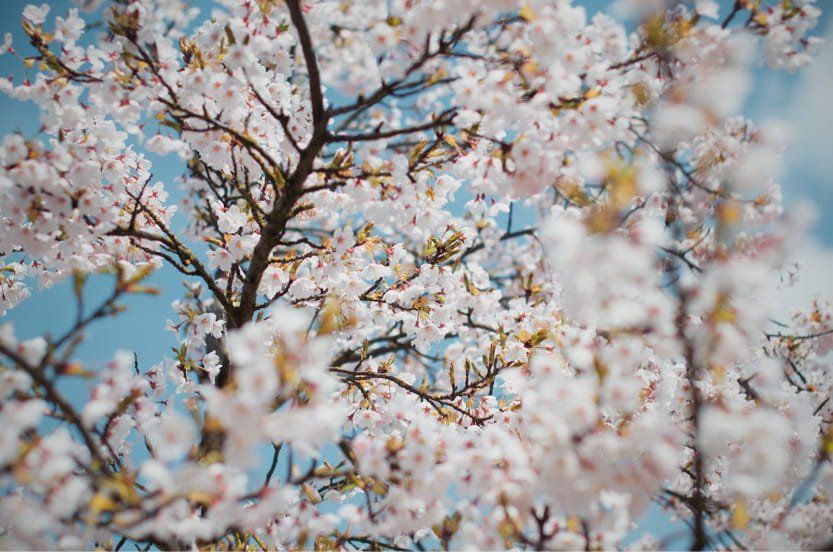 visit-italy-in-february-almonds-min