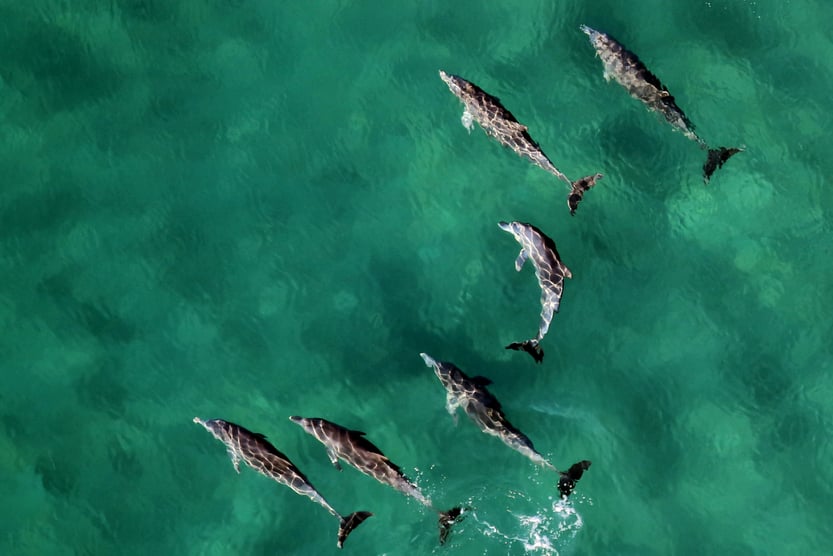 visiter-la-corse-vacances-en-corse-sejour-en-famille-en corse-dauphins