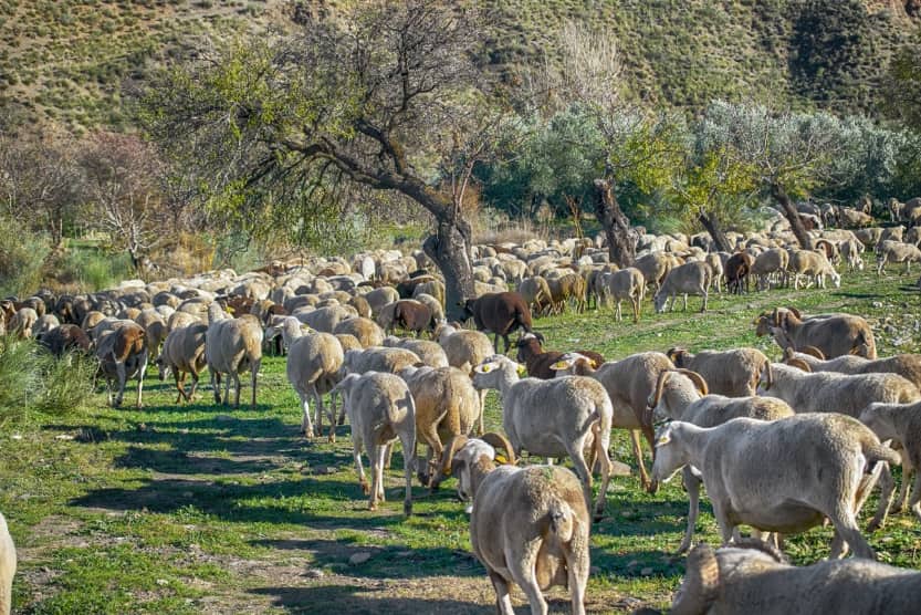 visiter-la-provence-en-hiver-moutons-min