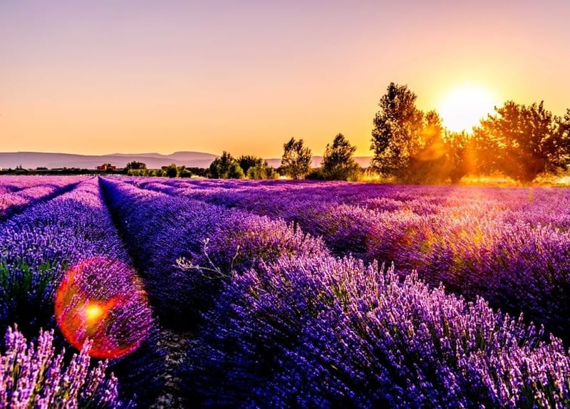 what-to-do-in-provence-lavender