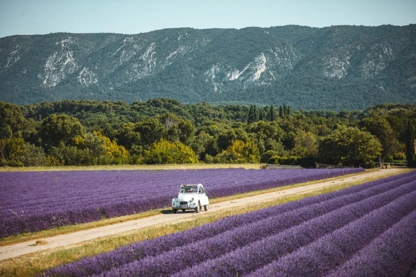 where-to-stay-in-provence-lavender-field-car-min