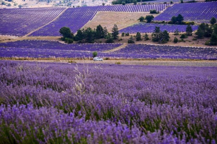 Où voir les plus beaux champs de lavande en Provence ?