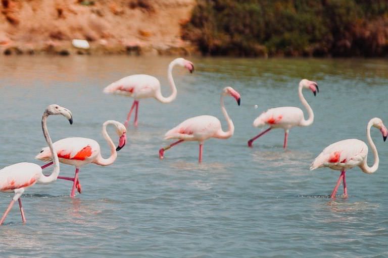las salinas flamingos