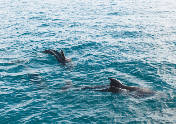 La Corse en famille dauphins