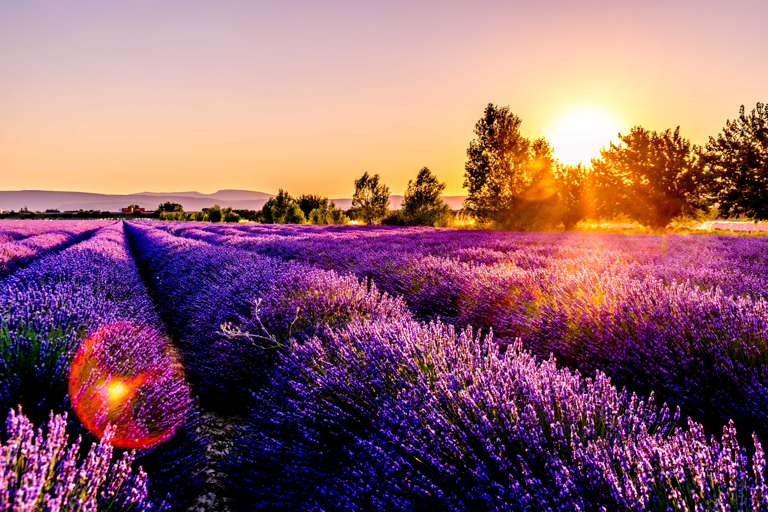 A colourful stroll through Provence, France's flowers and fields