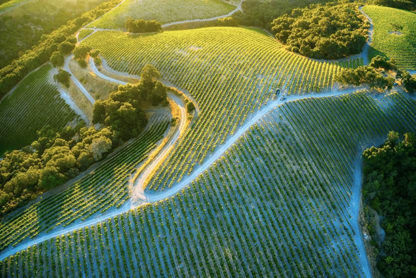 The Best Vineyards in Tuscany