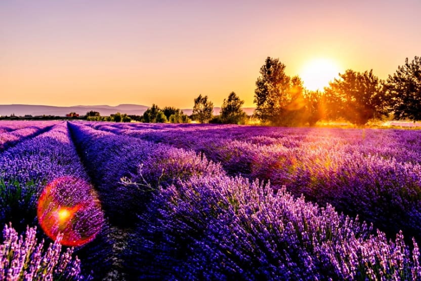 Une balade colorée dans les champs de fleurs en Provence