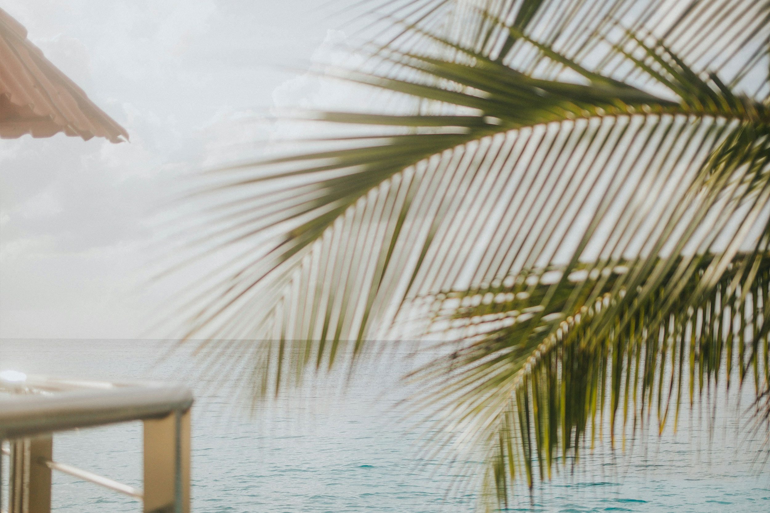 A palm frond above the Mediterranean in Marbella
