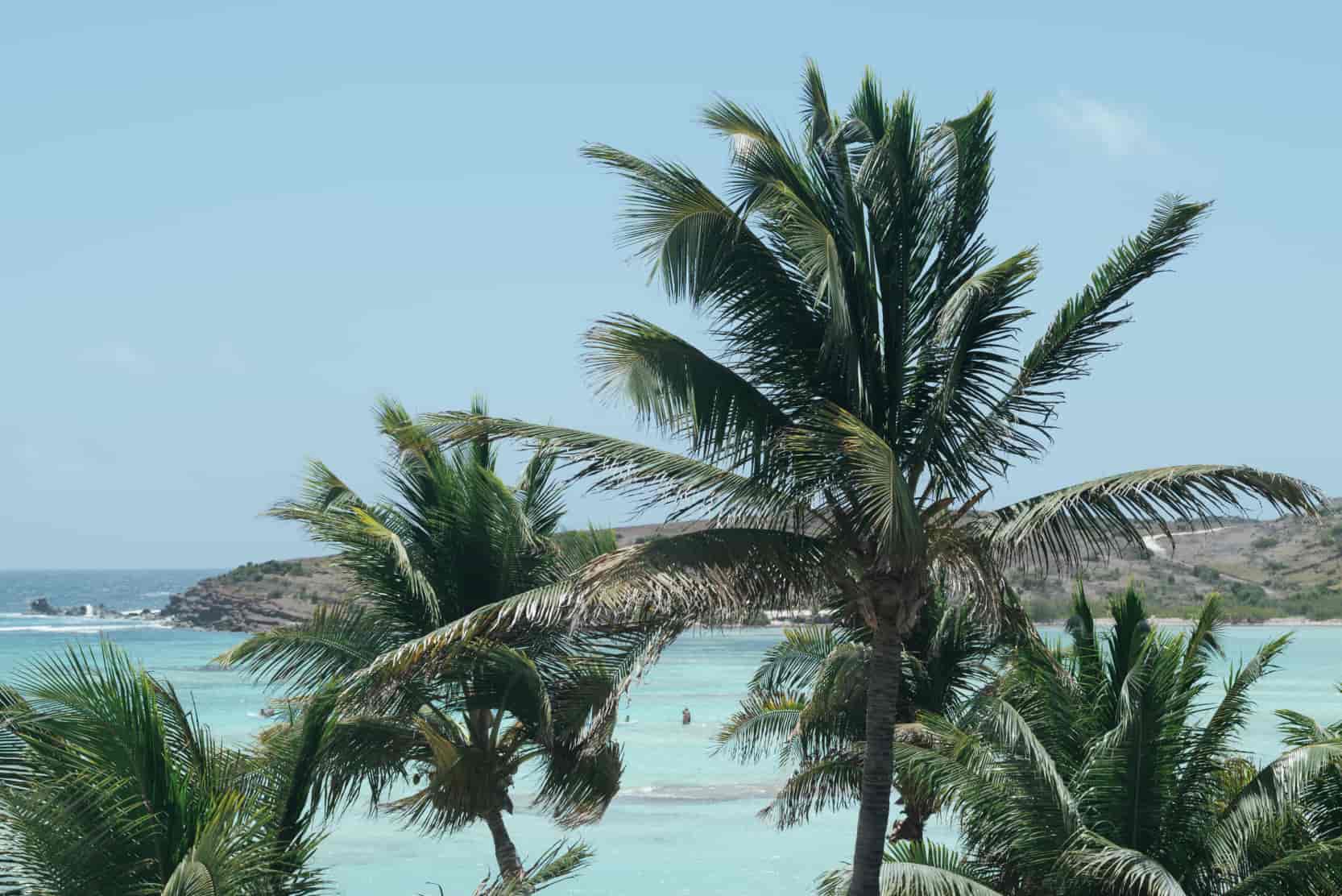 palmiers-devant-la-mer-bleu-turqioise-et-les-paysages-rocheux-de-saint-barthelemy